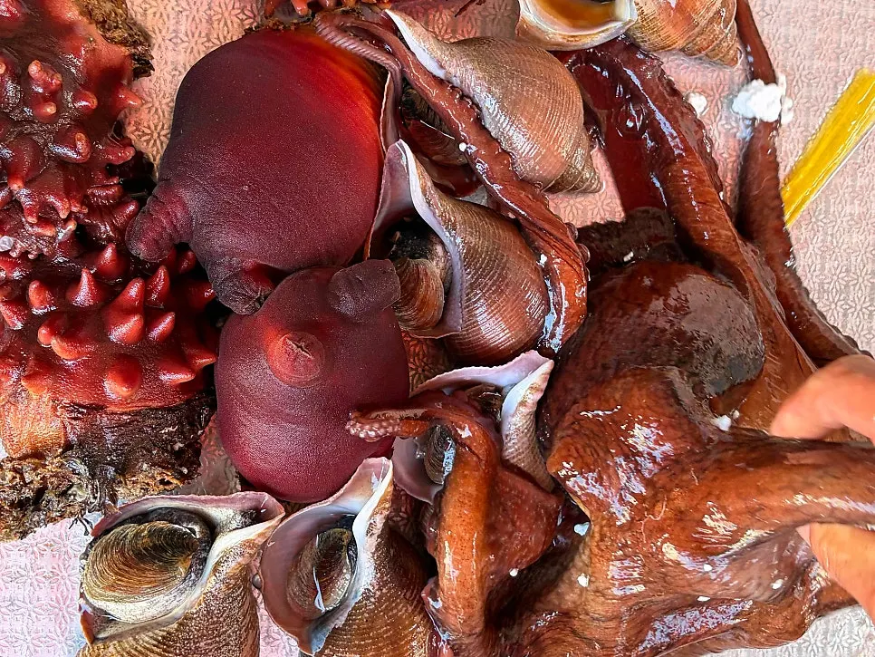 Whelk and blood octopus pulled from the tank to show customers