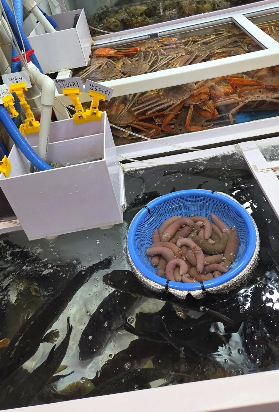 민자네 대게세트와 회스페셜 메뉴 안내