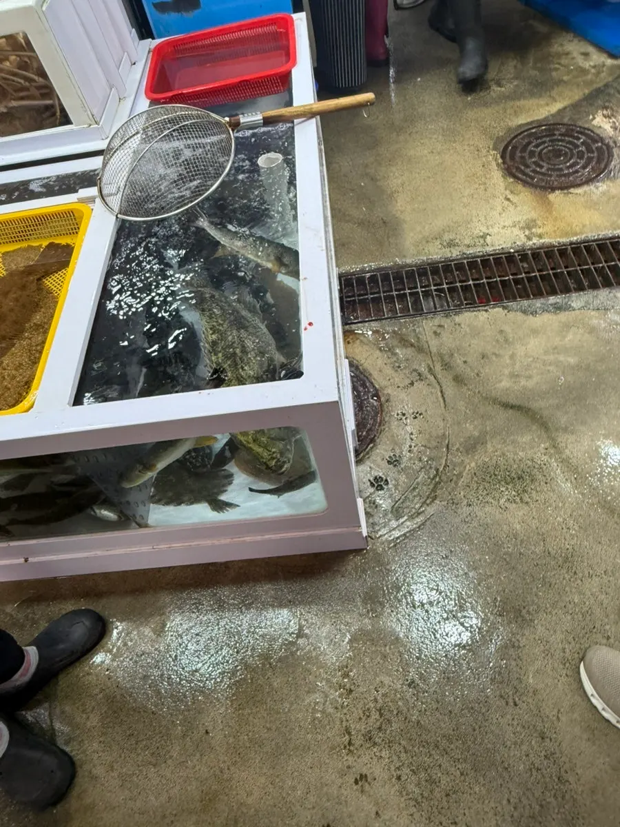 Large king crab in a market tank