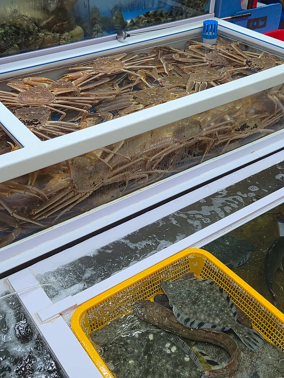Lively fish swimming in the tank