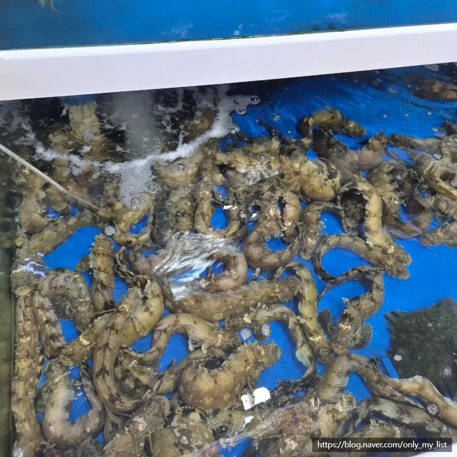 Various seafood tanks at Ilchul Hoetjip