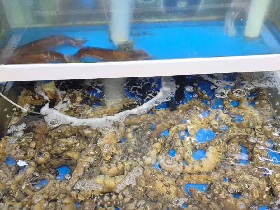 썰어 담은 광어와 우럭 회 포장