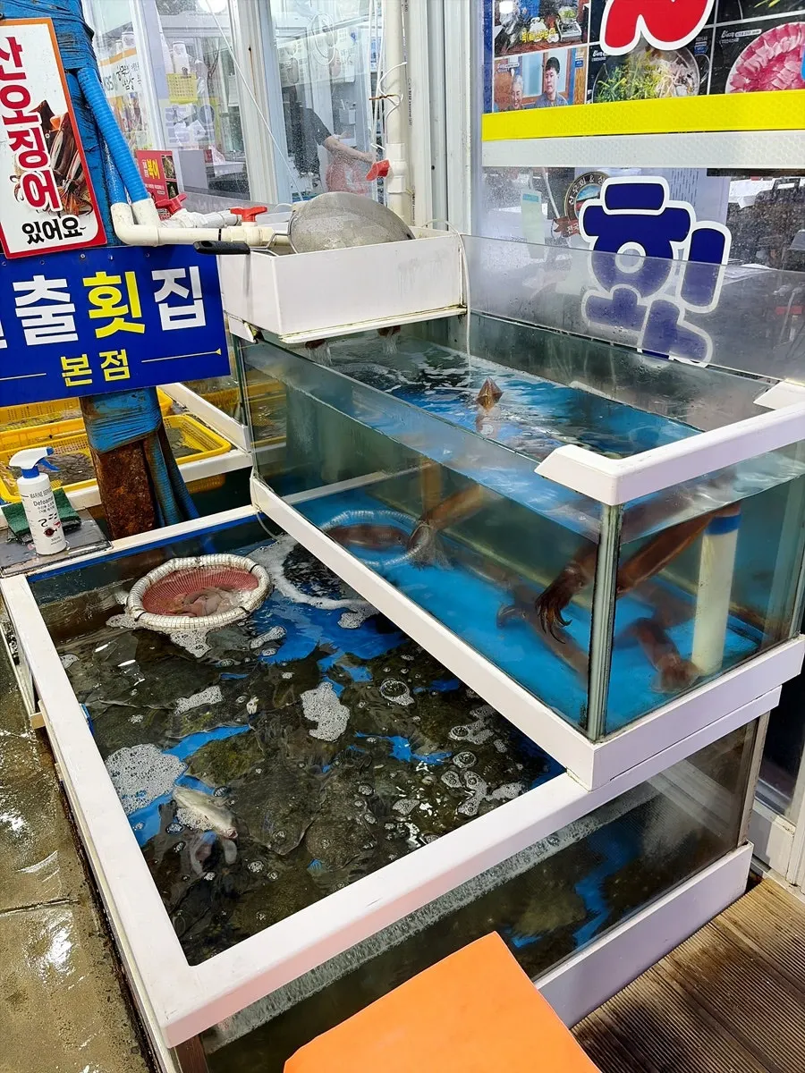 Large halibut and seasonal seafood in the tank