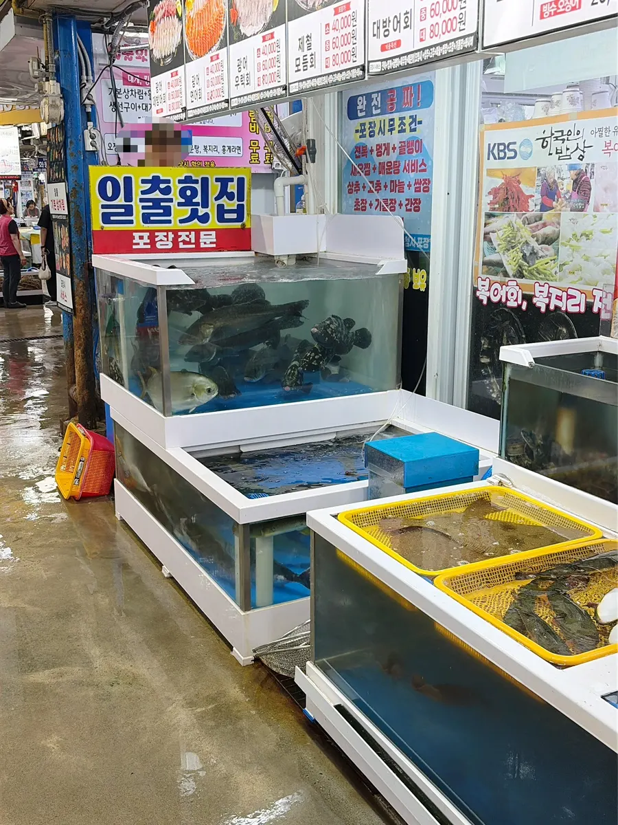 Tank filled with swimming live squid