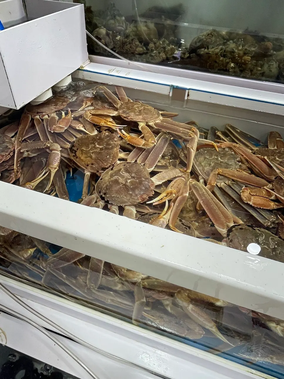 Live fish in tanks at Minja Hoetjip