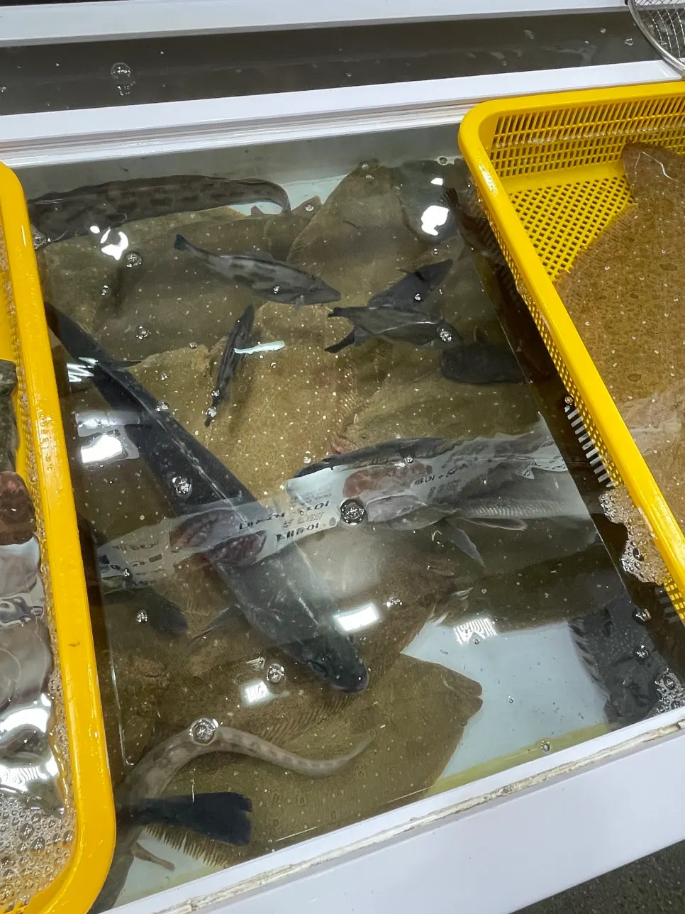 Fresh sashimi-grade fish in the tank