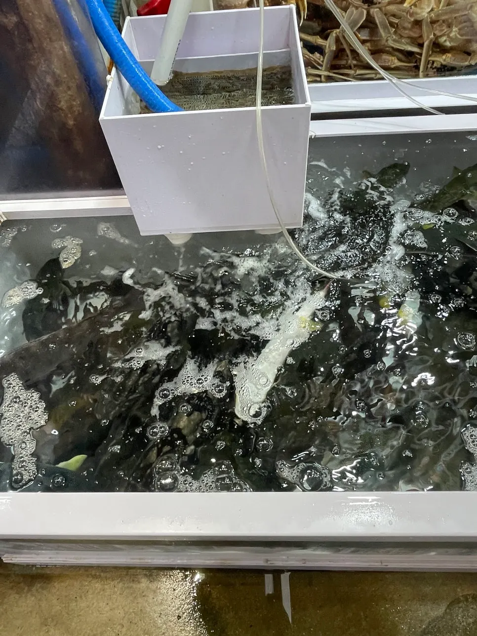 Seafood display at Minja Hoetjip