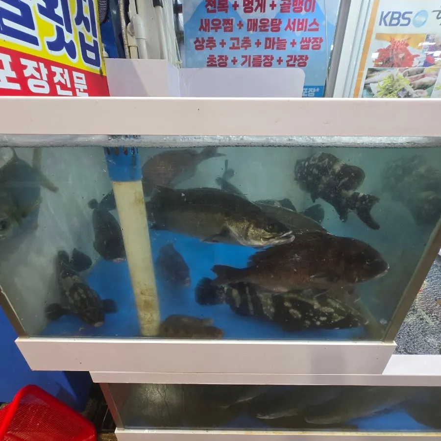 Live fish tank inside the restaurant