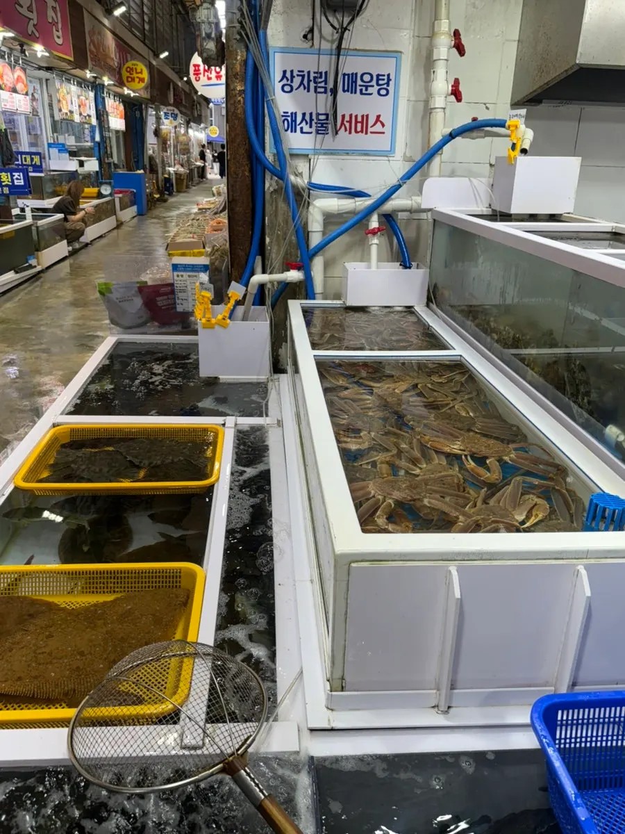 King crab filling the tank at Minja Hoetjip