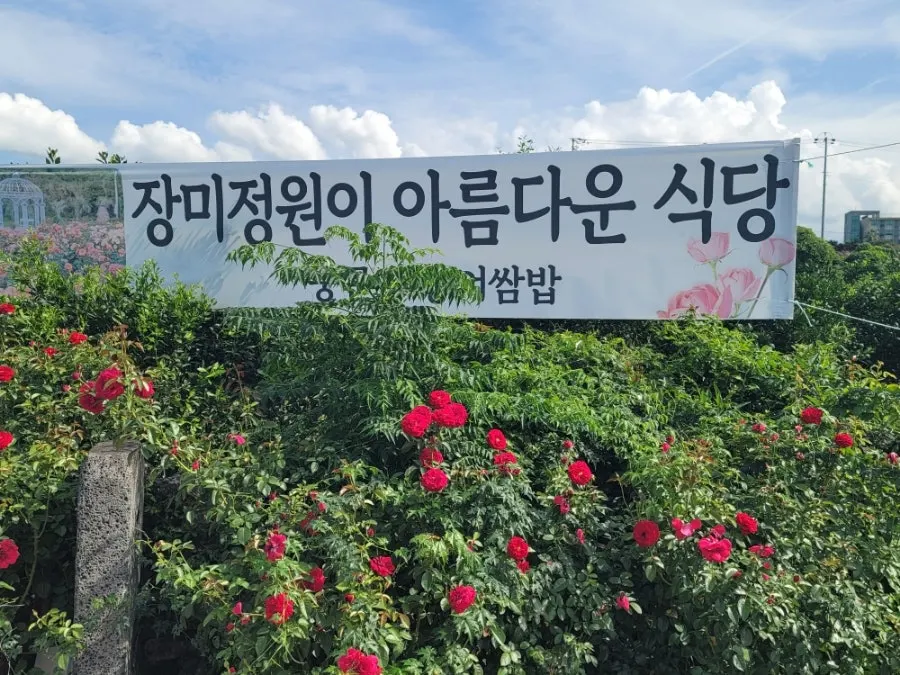 Rose garden photo spot at Jungmun Godeungeo Ssam-bap