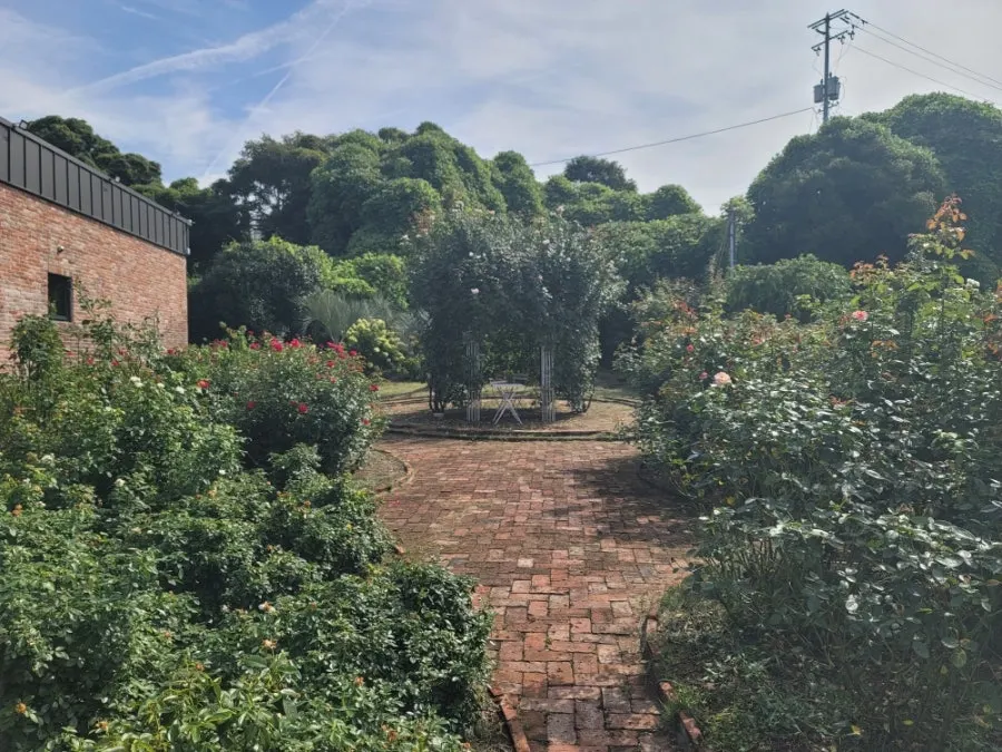 Rose garden scenery at Jungmun Godeungeo Ssam-bap