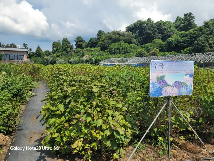 Outdoor garden scenery at Jungmun Godeungeo Ssam-bap