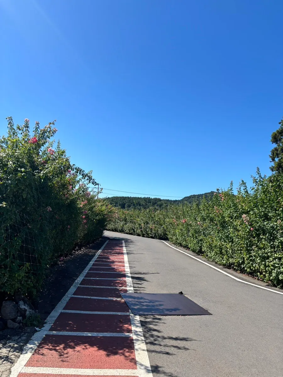 Garden path and rose beds