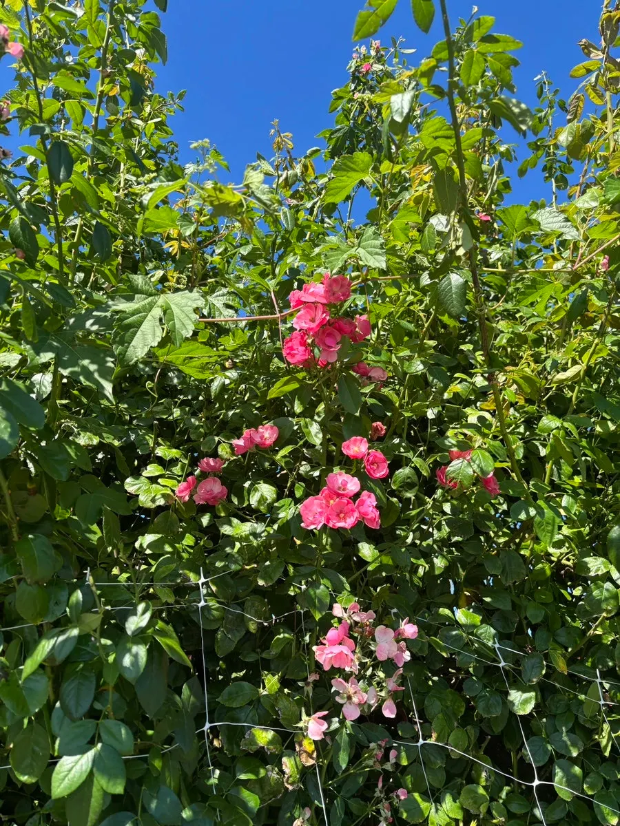 Seasonal flowers in front of the restaurant