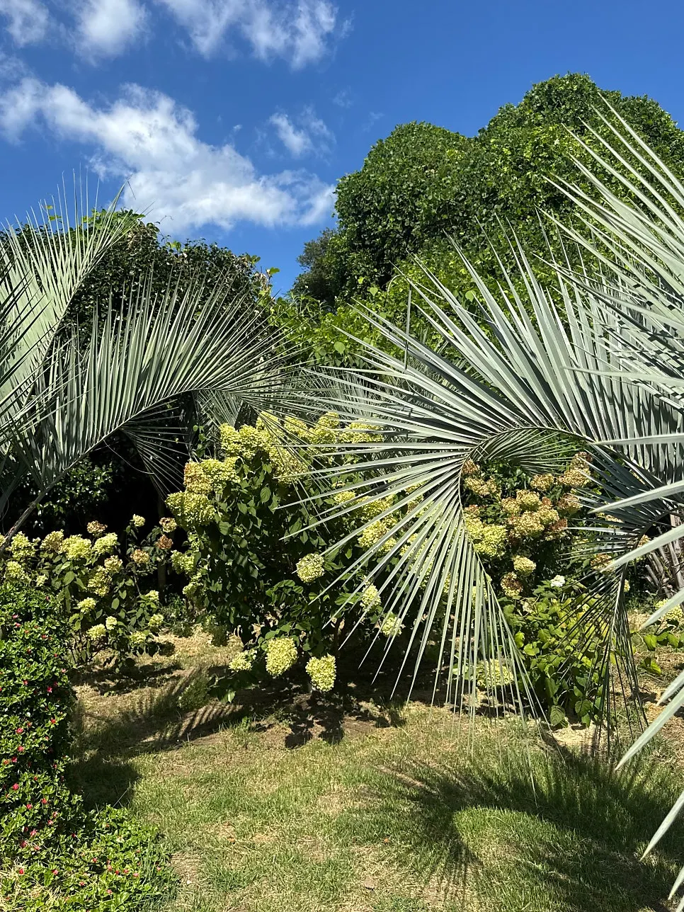 View of the outdoor garden at Jungmun Godeungeo Ssam-bap