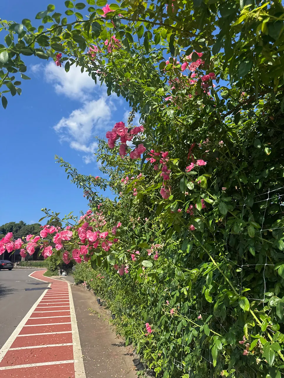 Flower-lined entrance path at Jungmun Godeungeo Ssam-bap
