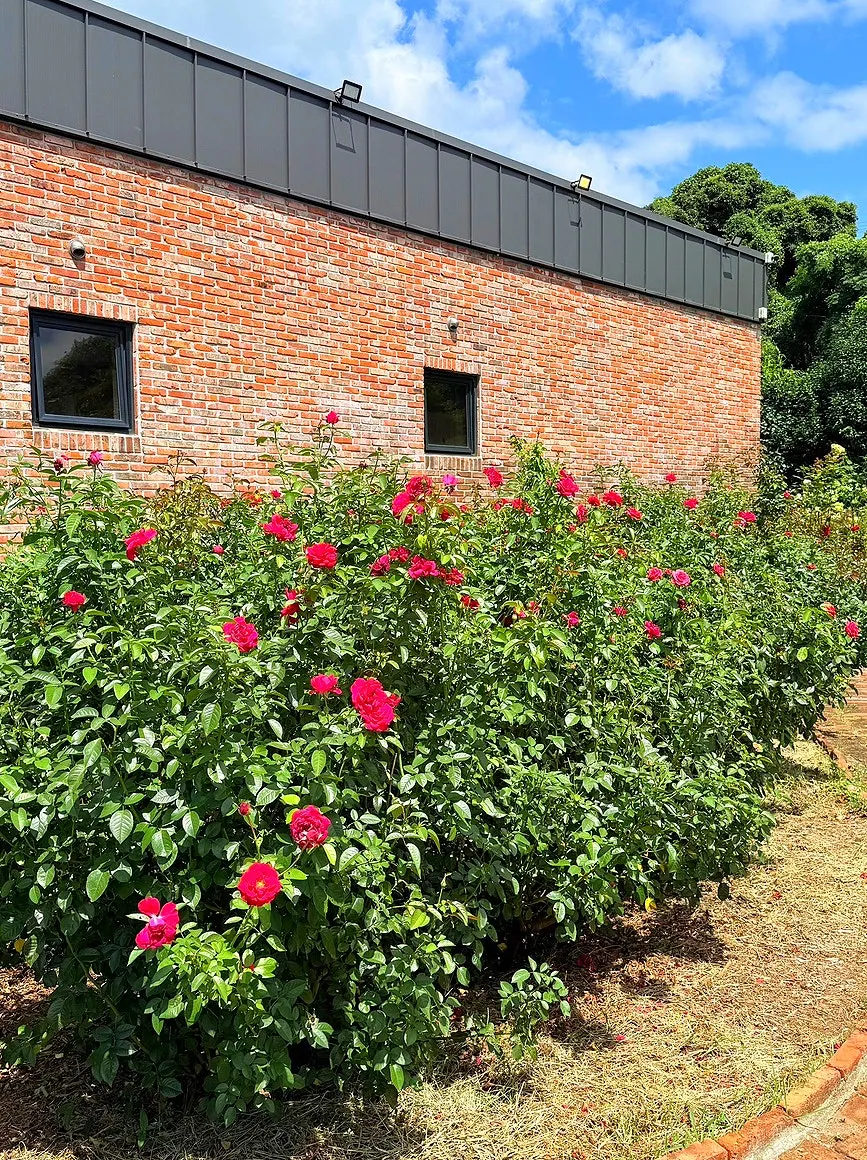 Garden with roses in full bloom