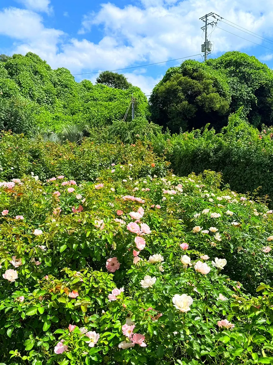 A photo taken in the rose garden