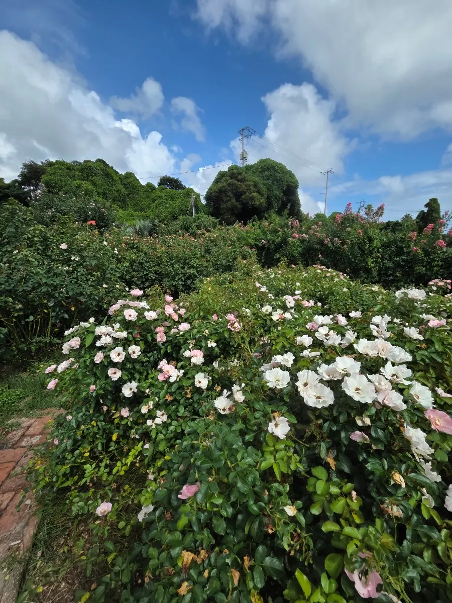 Garden in front of the restaurant after the meal