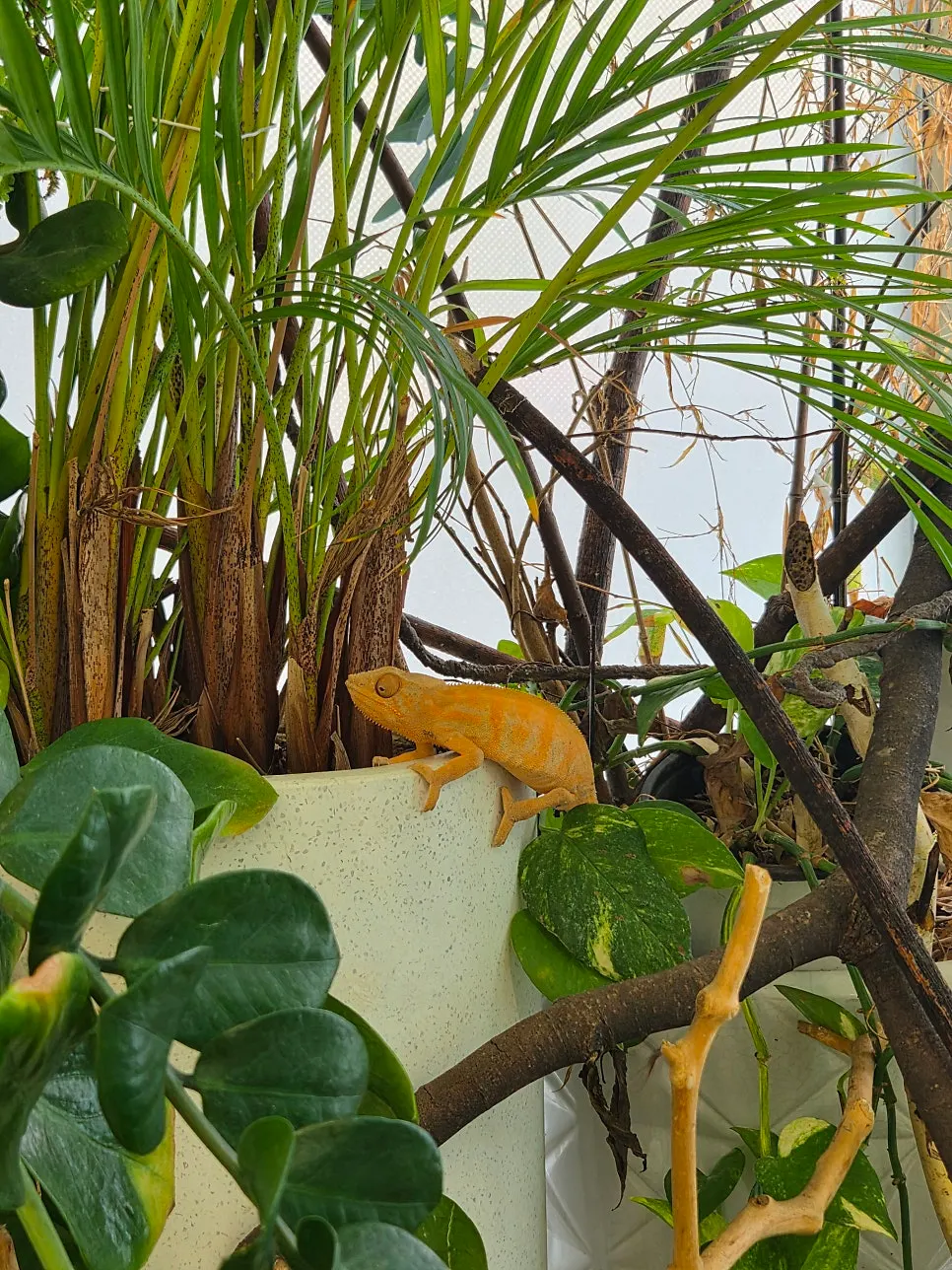 Yellow chameleon perched on a low branch