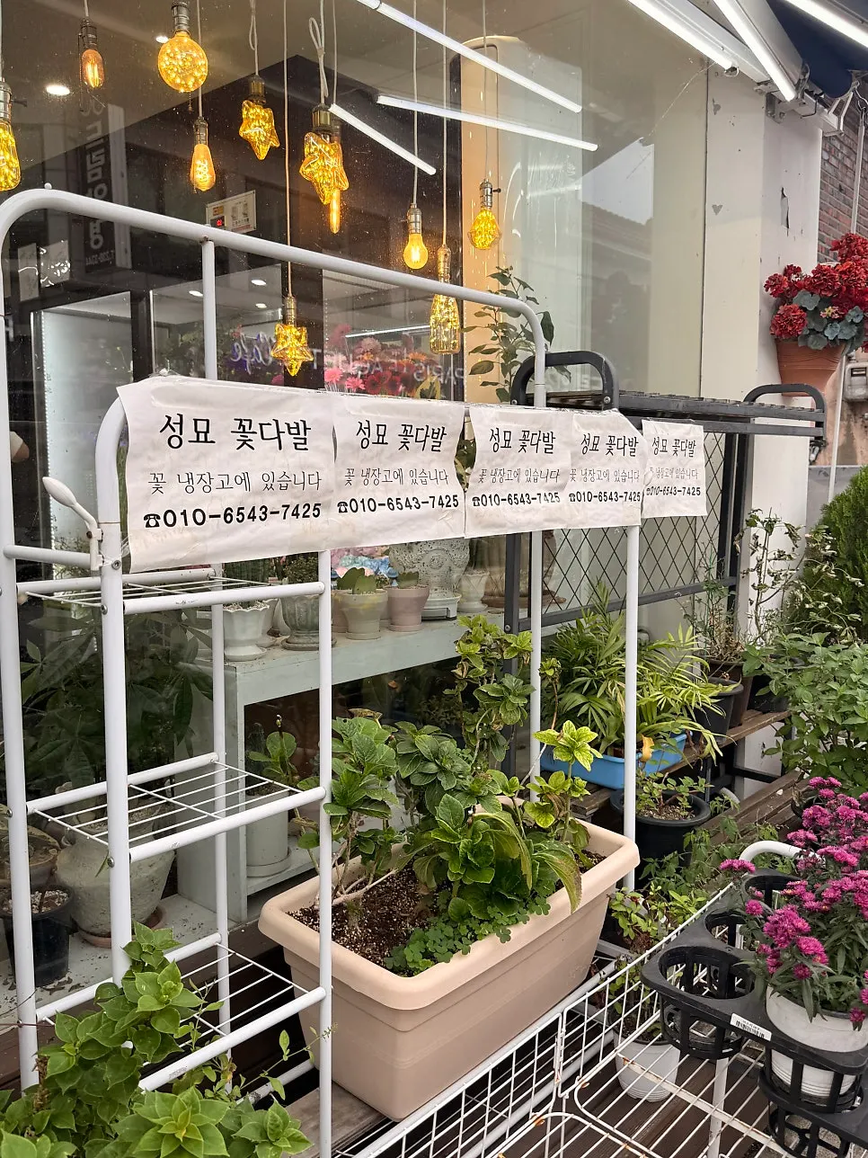店先に並ぶ青々とした鉢植えと植物
