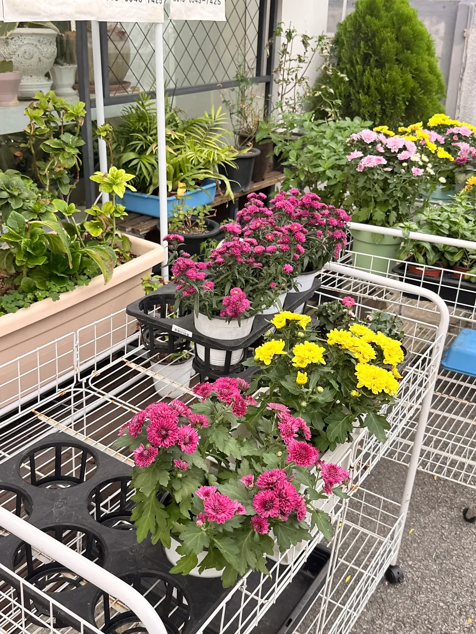 クッピウム店先の植物陳列棚