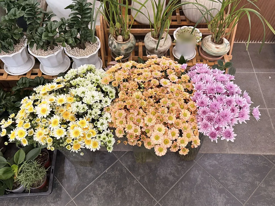 秋夕のお墓参り用菊の花束の陳列