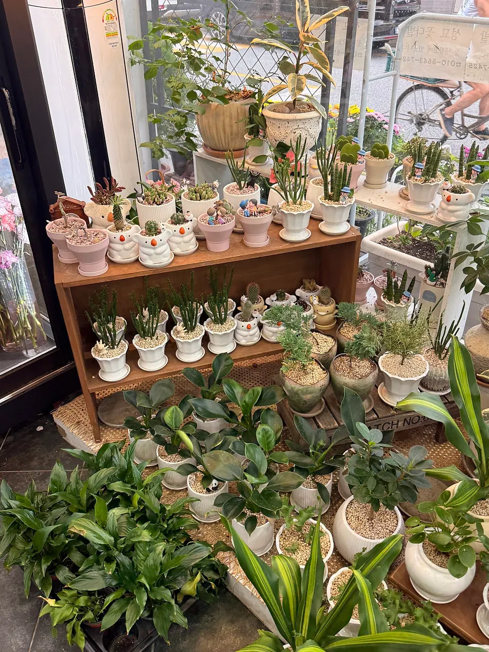 クッピウム店内に並ぶ祝い花鉢