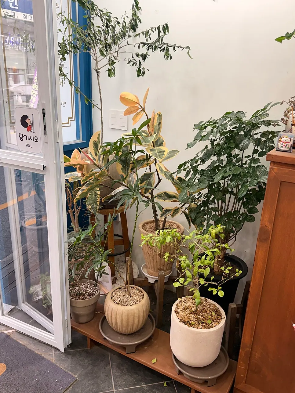 贈答用の鉢植えと観葉植物