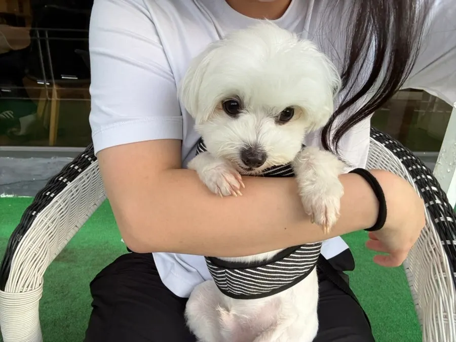 강아지와 함께 앉은 라꾸에스타 야외 좌석