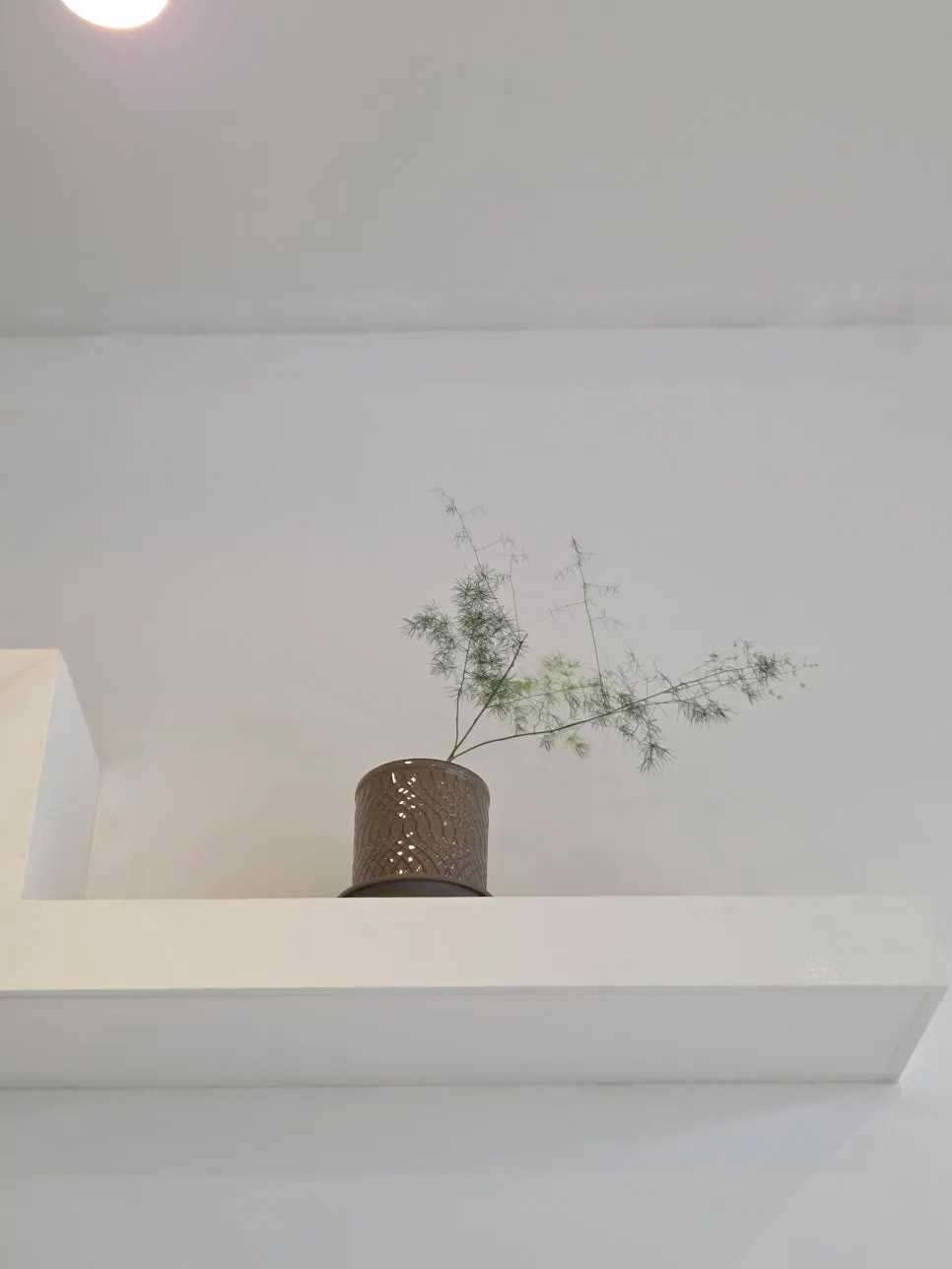 Herb plant displayed at Lapins