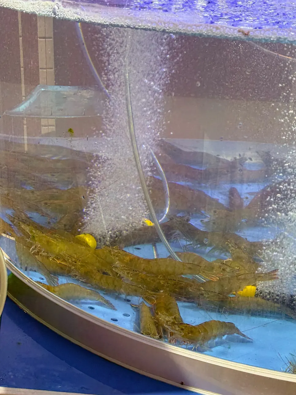 Tanks out front holding seasonal fish and shrimp