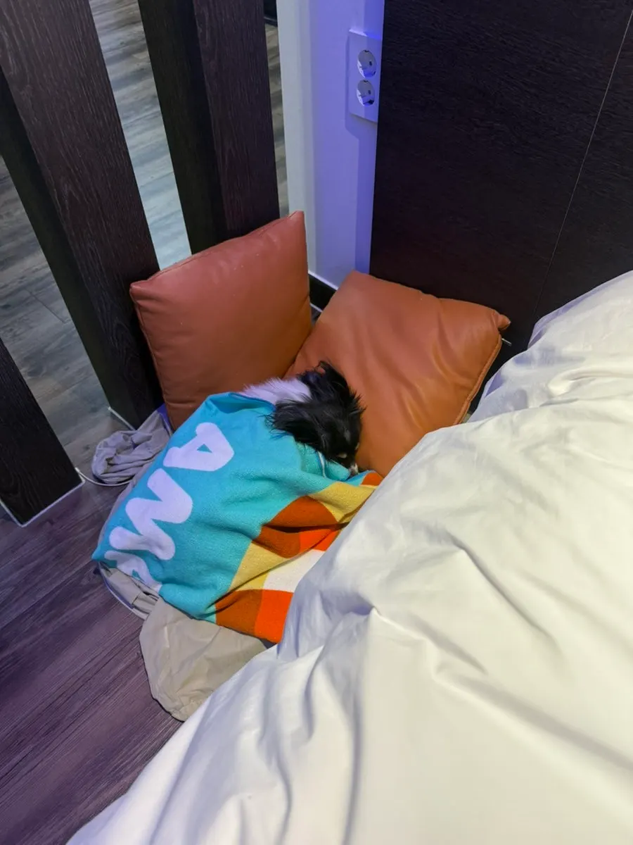 A makeshift dog bed made on the room's sofa