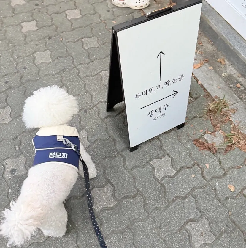 마초나초 포장 용기와 로고
