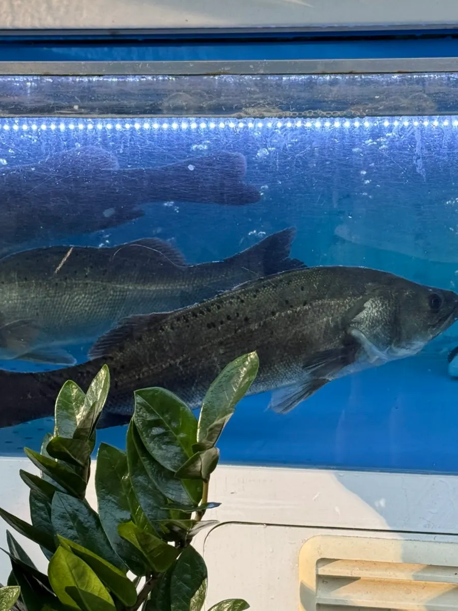 Fresh fish inside the restaurant's tank