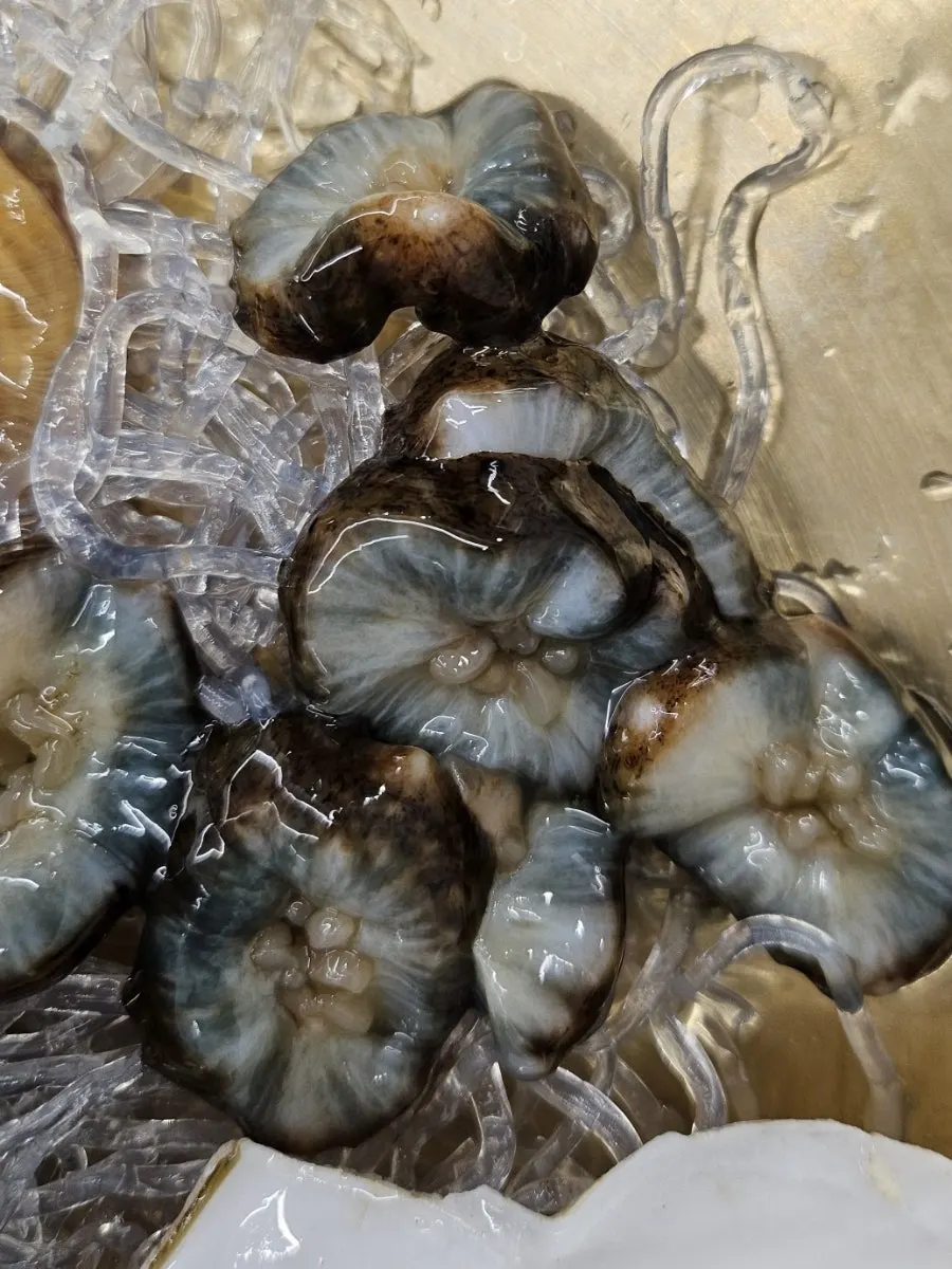 Close-up of translucent live shrimp sashimi