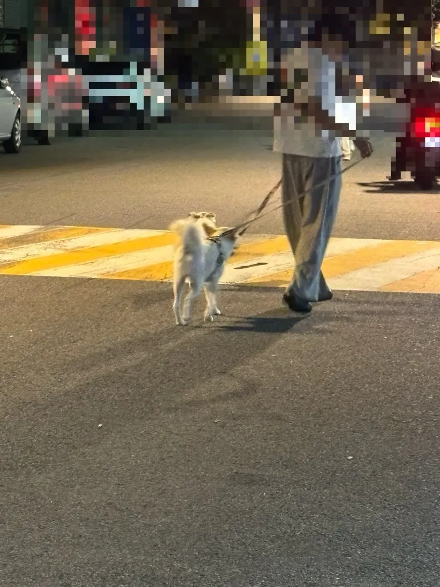 동네에서 마주친 반려동물 산책 풍경