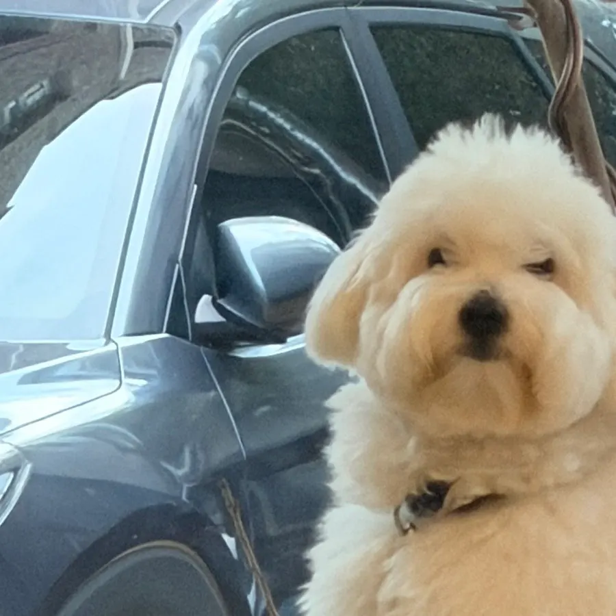 A dog visiting with its dog-friendly owner