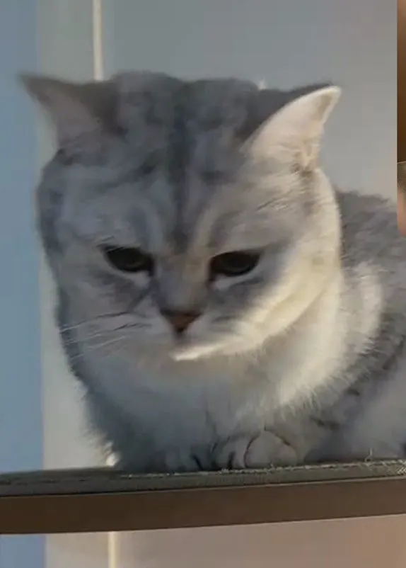 작성자가 키우는 고양이 사진