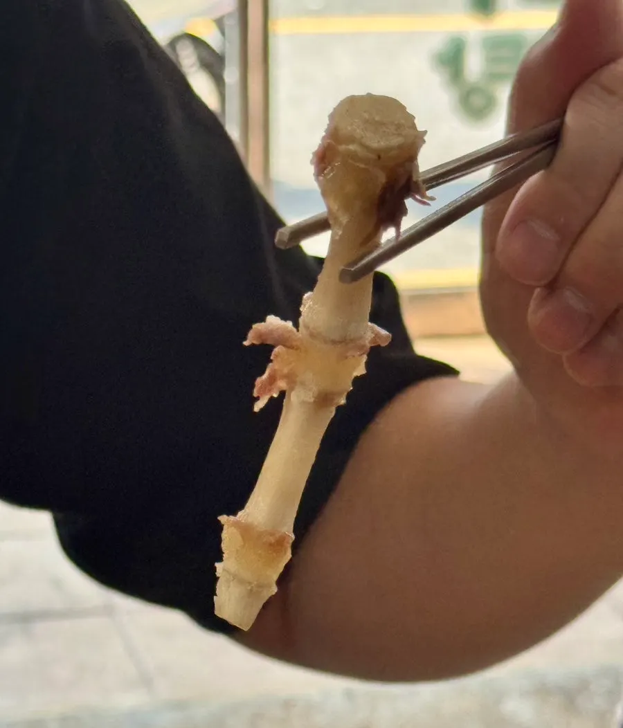 A tail bone with the meat picked off
