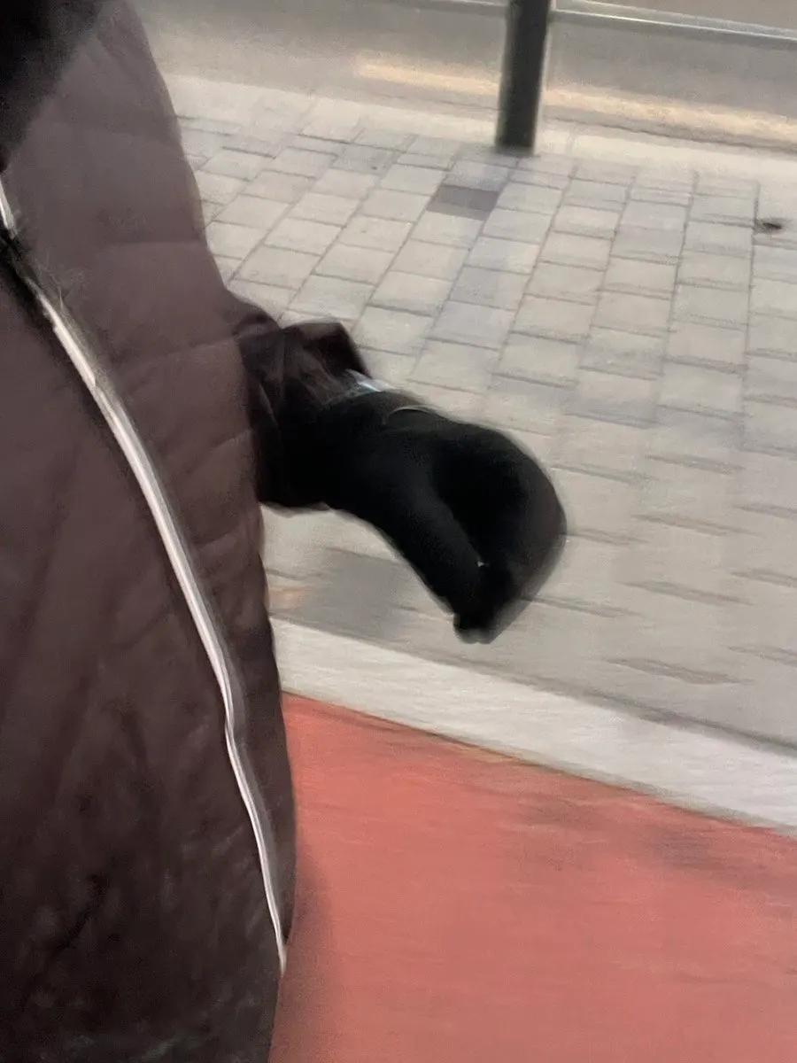 Mongolia gloves worn during an outdoor winter run
