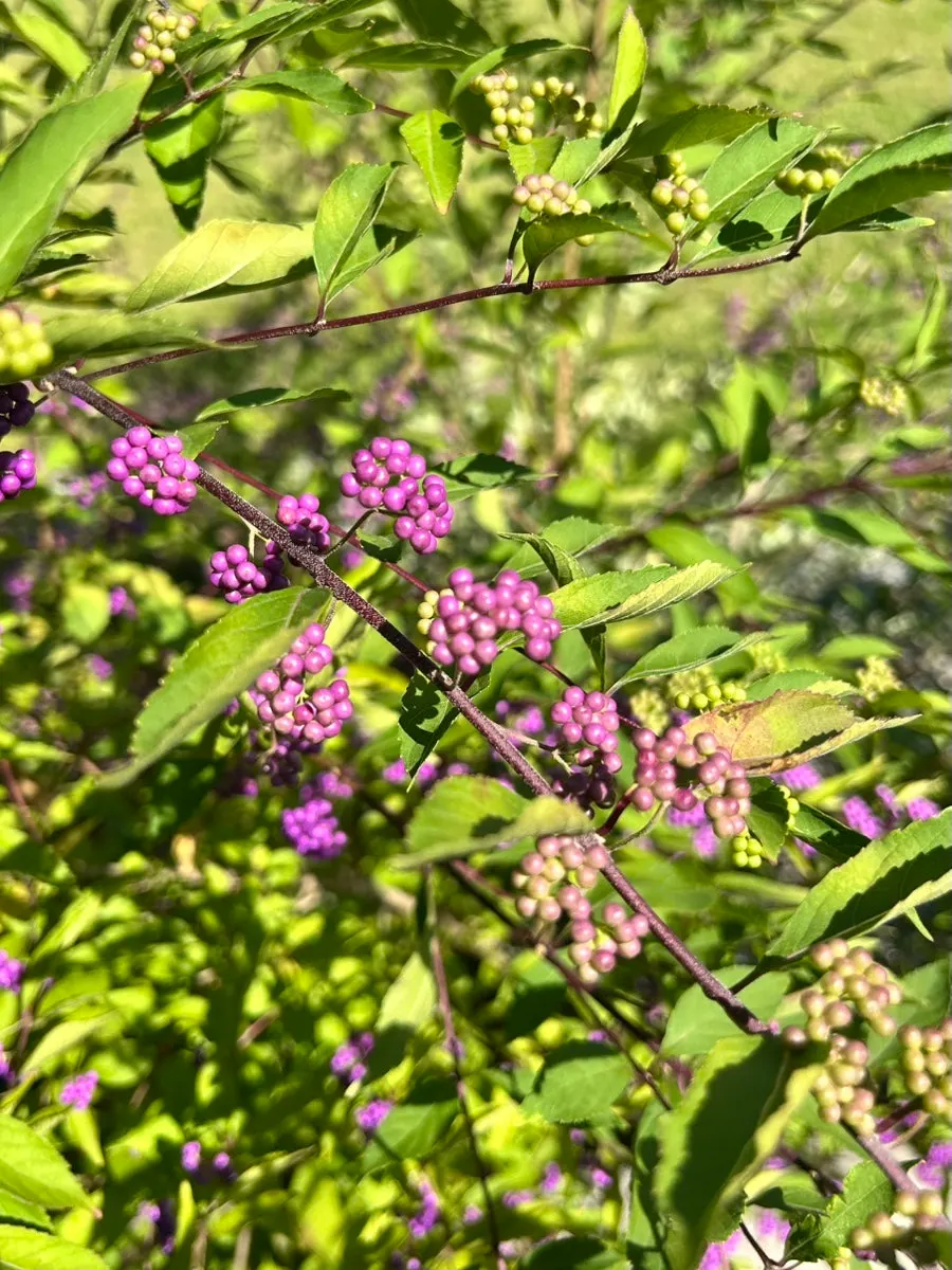 Spacious walking area in Moonbird's garden