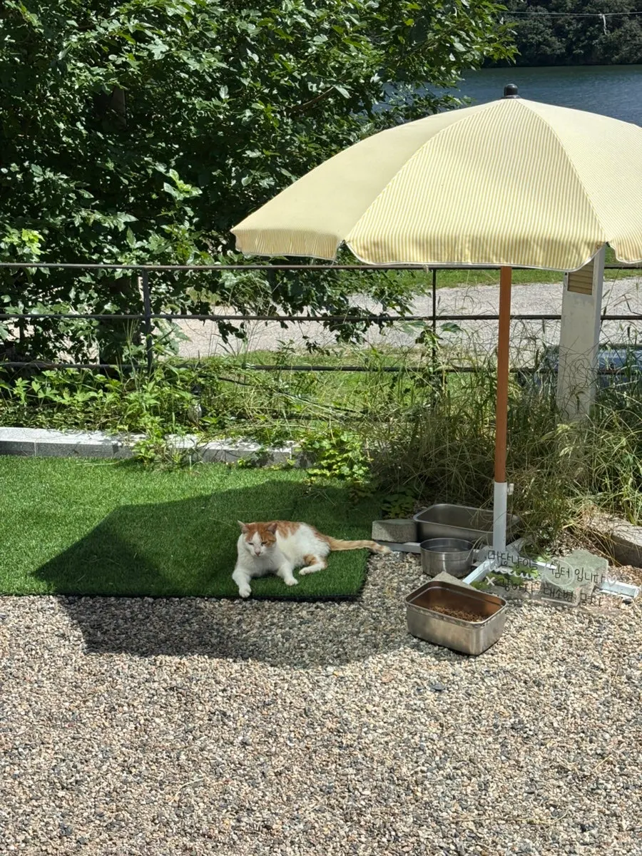 고양이 구경하기 좋은 야외 의자
