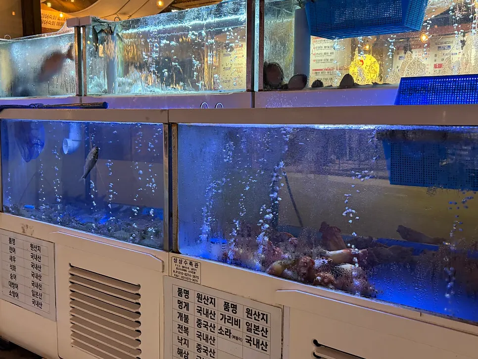Squid and seafood in the live tank out front