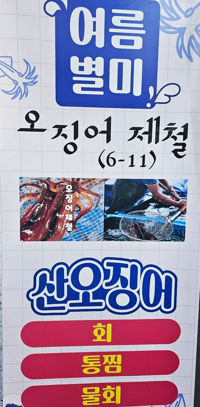 오징어 제철 통찜·회·물회 안내 배너