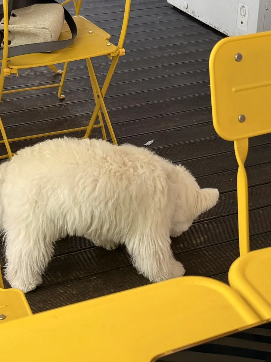 View of the dog-friendly terrace at Meolmeol Pangyo