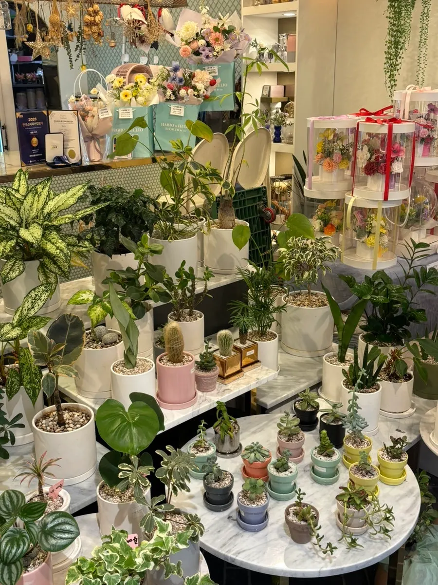 Estante de mini suculentas dentro de la tienda