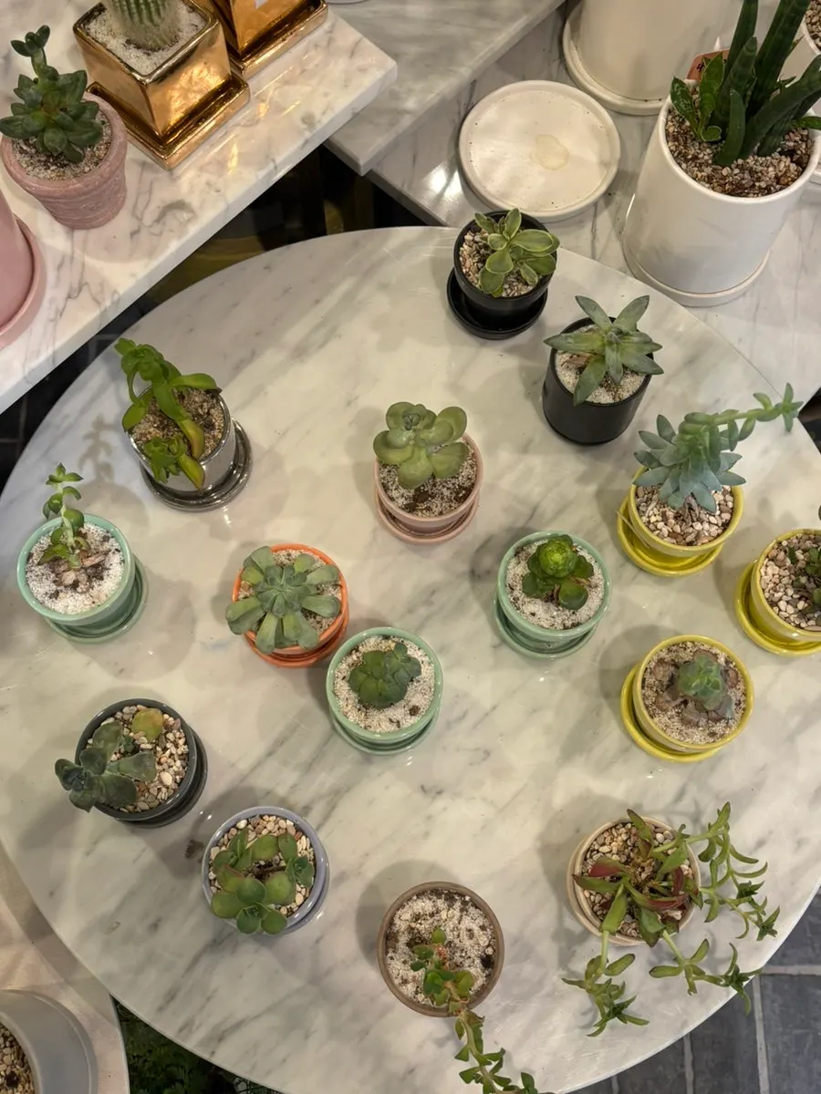 Rincón con plantas de hojas anchas