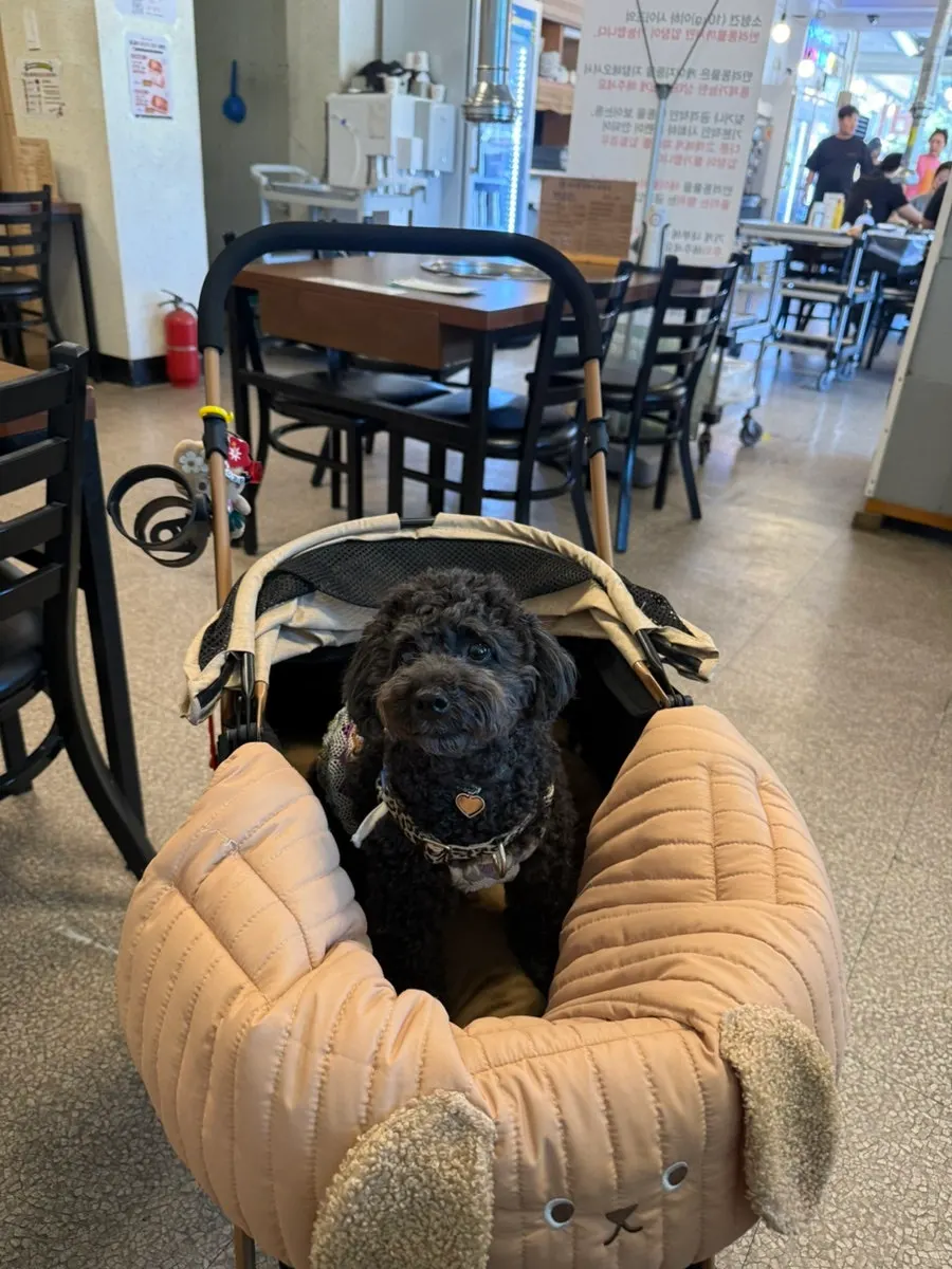 Restaurant seating with a dog sitting in a stroller