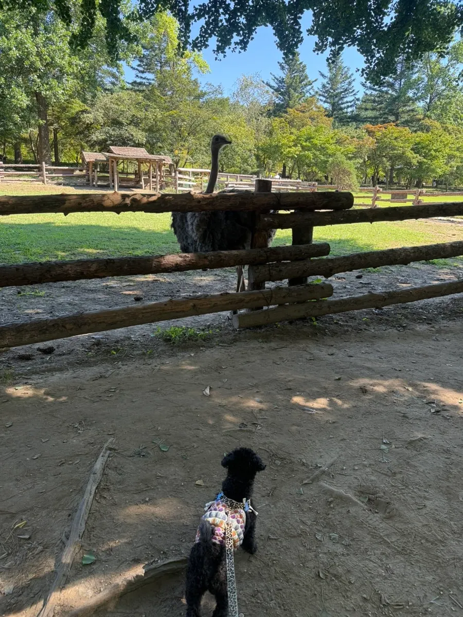 A fall outing to Nami Island with my dog